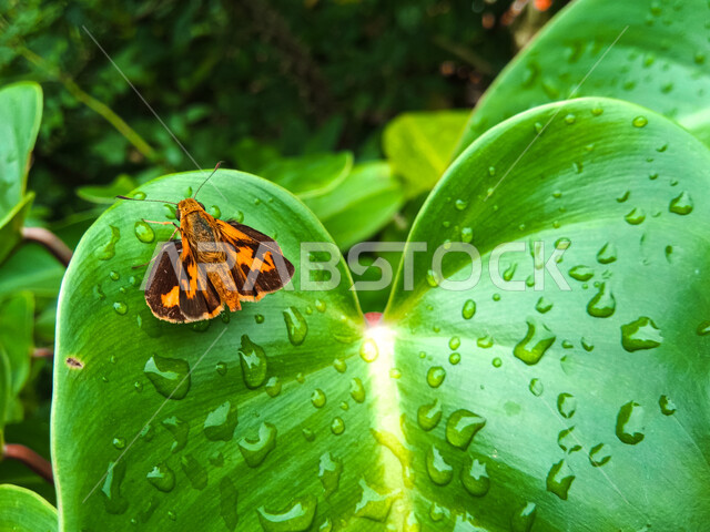 فراشة بوتانثوس فلافوس الواقفة على ورق النباتات وقطرات الندى المتساقطة على الورق الأخضر، نباتات وطبيعة