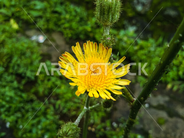 زهرة الهندباء الصفراء المتفتحة بجانب زهرة غير متفتحة على غصن الزهرة الممتد إلى الأعلى، زهور وطبيعة