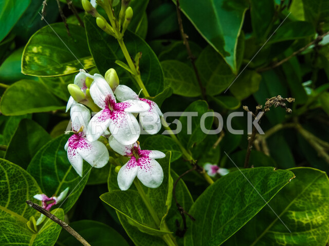 زهور الياسمين المزهرة بين الأوراق الخضراء المختلفة ، أشجار وطبيعة