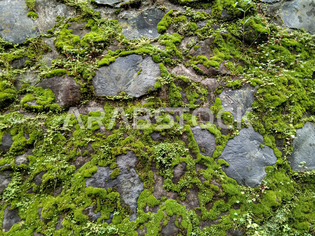 جدار صخري مغطى بالنباتات الصغيرة والطحالب، طبيعة ونباتات