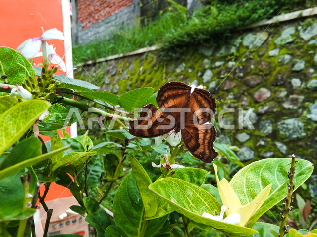 فراشة ملونة باللونين البني والأسود على أوراق خضراء، طبيعة وخضار