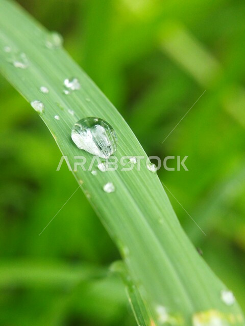 صورة مقربة لقطرات الندى على ورقة خضراء، قطرات المطر على أوراق الشجر، خلفية الطبيعة