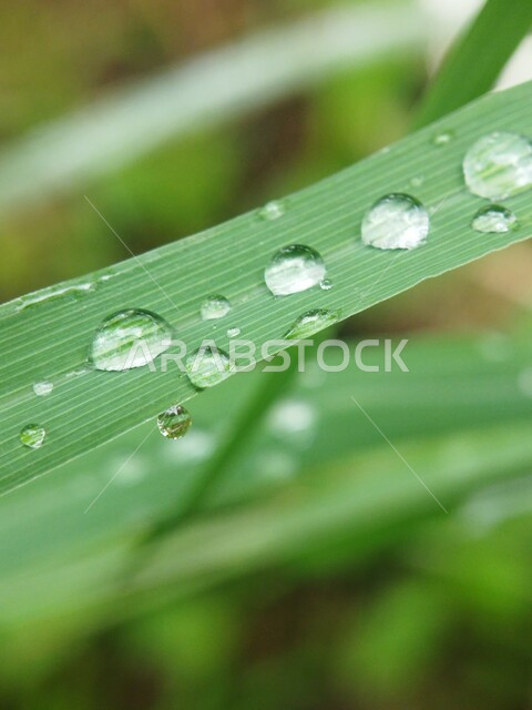 صورة مقربة لقطرات الندى على ورقة خضراء، قطرات المطر على أوراق الشجر، خلفية الطبيعة