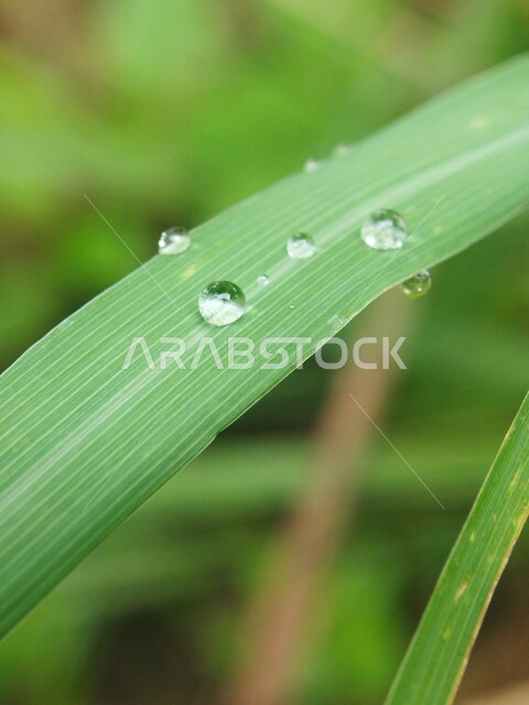 صورة مقربة لقطرات الندى على ورقة خضراء، قطرات المطر على أوراق الشجر، خلفية الطبيعة