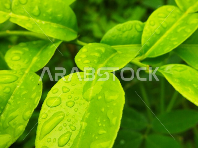 Close-up of dew drops on green tree leaves, green plants, nature background