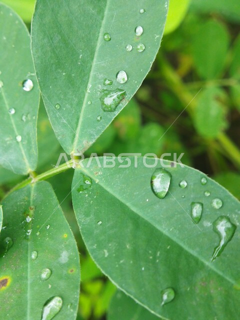 Close-up of dew drops on green tree leaves, green plants, nature background