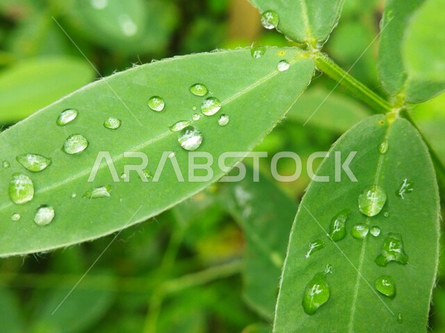 Close-up of dew drops on green tree leaves, green plants, nature background