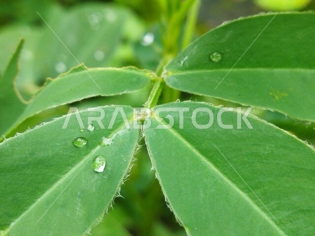 Close-up of dew drops on green tree leaves, green plants, nature background