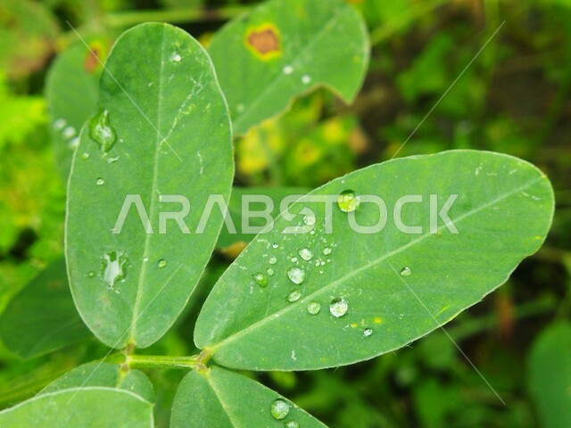 Close-up of dew drops on green tree leaves, green plants, nature background