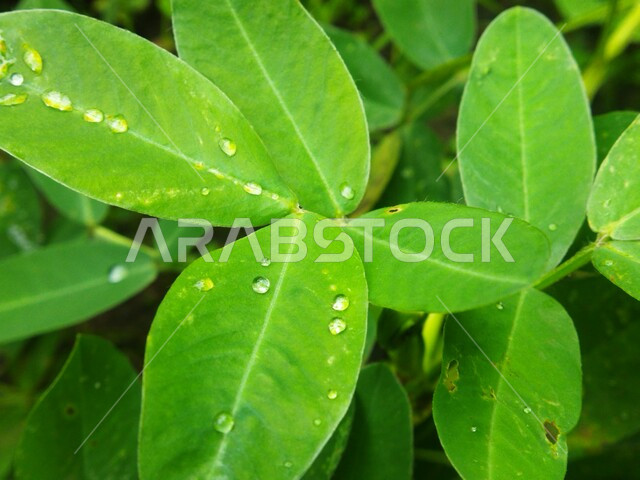  صوره مقربه لقطرات الندى على أوراق الشجر الخضراء, نباتات خضراء، خلفية الطبيعه