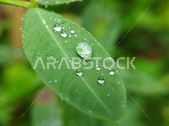  صوره مقربه لقطرات الندى على ورقة شجر خضراء,  نباتات خضراء، خلفية الطبيعه