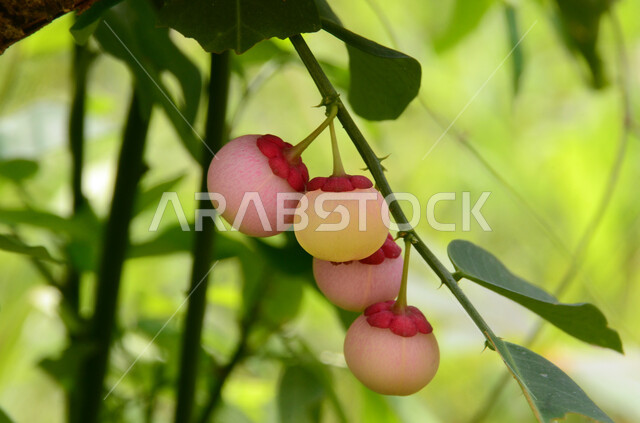 صوره مقربه لفاكهة الكاتوك على الشجره, موسم قطف الثمار, محاصيل زراعيه,أراضي زراعيه, زراعة الفواكه , خلفية الطبيعه, مزارع الفواكه