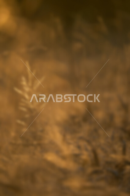 خلفية ضبابية مجردة لنباتات وزهور طبيعة ، زهور عطريه, خلفية مطموسه مجردة للطبيعة, خلفية الطبيعه