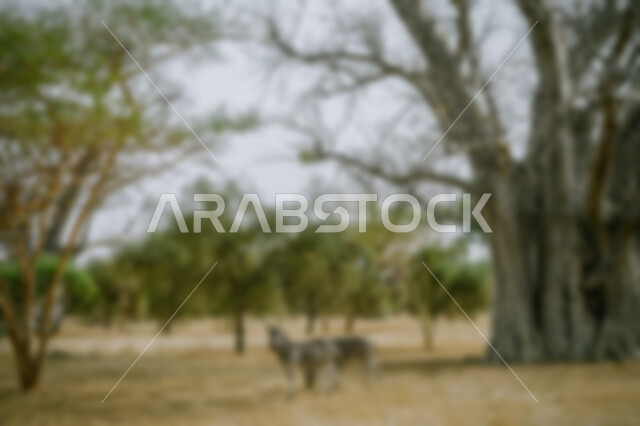 خلفية ضبابية مجردة لمفهوم البيئه الطبيعة , خلفية مطموسه مجردة للطبيعة, خلفية الطبيعه