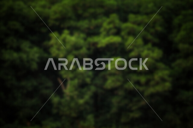 خلفية ضبابية مجردة لمفهوم البيئه الطبيعة , خلفية مطموسه مجردة للطبيعة, خلفية الطبيعه