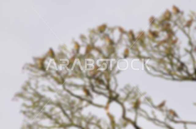 خلفية ضبابية مجردة لأغصان الأشجار الطبيعية , خلفية مطموسه مجردة للطبيعة, خلفية الطبيعه