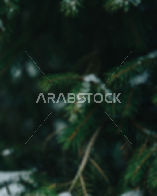 خلفية ضبابية مجردة لأغصان الأشجار الطبيعية , خلفية مطموسه مجردة للطبيعة, خلفية الطبيعه