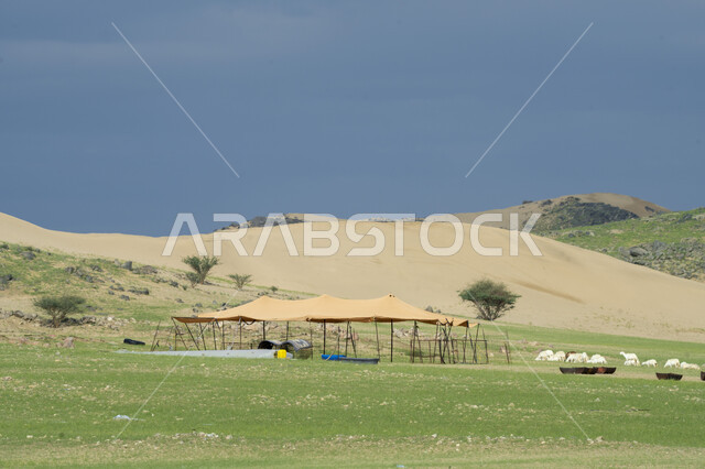 الطبيعه الجبليه الخضراء في مكه المكرمه بعد هطول الأمطار الغزيره, أراضي طبيعيه, جبال و مروج خضراء, خلفية الطبيعه