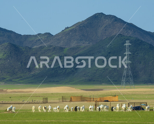 قطيع من الأغنام في المراعي الخضراء في المملكة العربية السعودية ، محميات طبيعيه, تربية المواشي ، أضاحي عيد الأضحى المبارك 