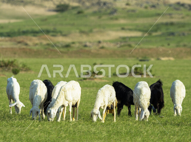 قطيع من الأغنام في المراعي الخضراء في المملكة العربية السعودية ، محميات طبيعيه, تربية المواشي ، أضاحي عيد الأضحى المبارك 