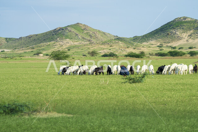 قطيع من الأغنام في المراعي الخضراء في المملكة العربية السعودية ، محميات طبيعيه, تربية المواشي ، أضاحي عيد الأضحى المبارك 