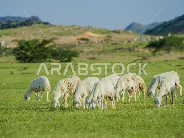 قطيع من الأغنام في المراعي الخضراء في المملكة العربية السعودية ، محميات طبيعيه, تربية المواشي ، أضاحي عيد الأضحى المبارك 