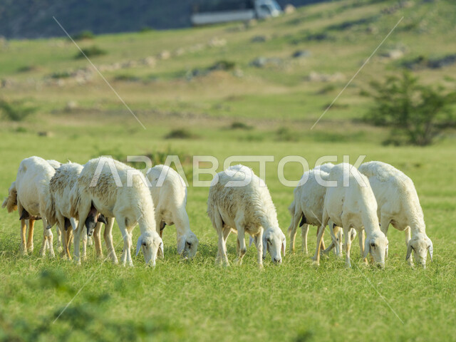 قطيع من الأغنام في المراعي الخضراء في المملكة العربية السعودية ، محميات طبيعيه, تربية المواشي ، أضاحي عيد الأضحى المبارك 