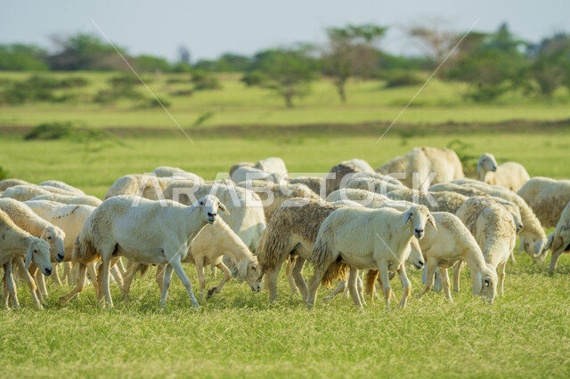 قطيع من الأغنام في المراعي الخضراء في المملكة العربية السعودية ، محميات طبيعيه, تربية المواشي ، أضاحي عيد الأضحى المبارك 