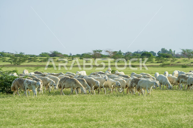 قطيع من الأغنام في المراعي الخضراء في المملكة العربية السعودية ، محميات طبيعيه, تربية المواشي ، أضاحي عيد الأضحى المبارك 