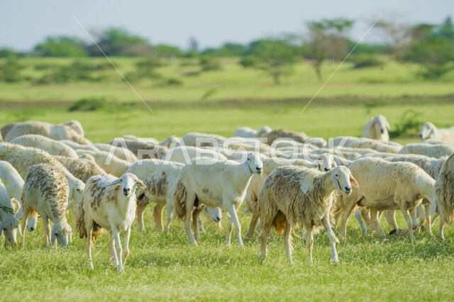 قطيع من الأغنام في المراعي الخضراء في المملكة العربية السعودية ، محميات طبيعيه, تربية المواشي ، أضاحي عيد الأضحى المبارك 