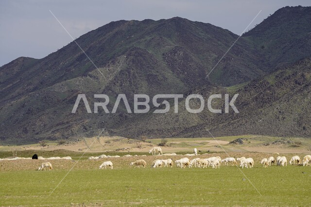 قطيع من الأغنام في المراعي الخضراء في المملكة العربية السعودية ، محميات طبيعيه, تربية المواشي ، أضاحي عيد الأضحى المبارك 