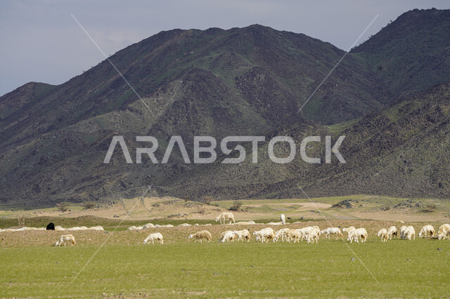 قطيع من الأغنام في المراعي الخضراء في المملكة العربية السعودية ، محميات طبيعيه, تربية المواشي ، أضاحي عيد الأضحى المبارك 