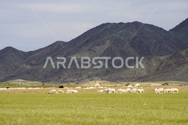 قطيع من الأغنام في المراعي الخضراء في المملكة العربية السعودية ، محميات طبيعيه, تربية المواشي ، أضاحي عيد الأضحى المبارك 