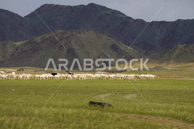 قطيع من الأغنام في المراعي الخضراء في المملكة العربية السعودية ، محميات طبيعيه, تربية المواشي ، أضاحي عيد الأضحى المبارك 