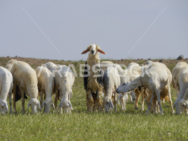 قطيع من الأغنام في المراعي الخضراء في المملكة العربية السعودية ، محميات طبيعيه, تربية المواشي ، أضاحي عيد الأضحى المبارك 