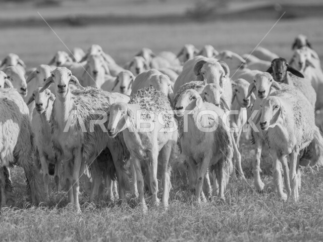 قطيع من الأغنام في المراعي الخضراء في المملكة العربية السعودية ، محميات طبيعيه, تربية المواشي ، أضاحي عيد الأضحى المبارك 
