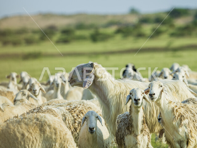 قطيع من الأغنام في المراعي الخضراء في المملكة العربية السعودية ، محميات طبيعيه, تربية المواشي ، أضاحي عيد الأضحى المبارك 