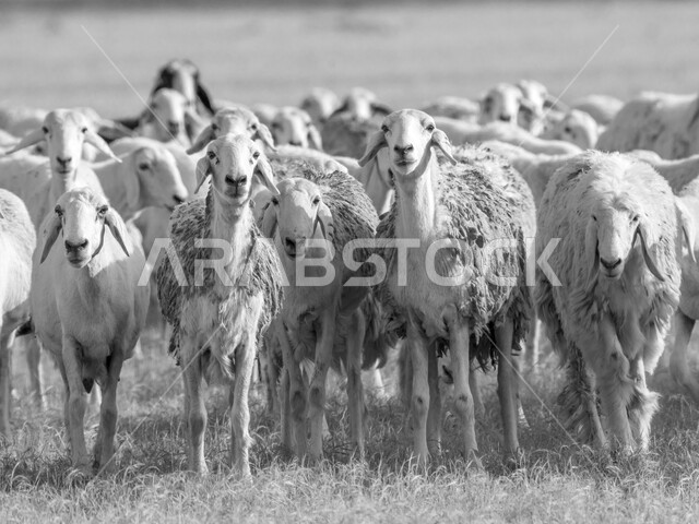 قطيع من الأغنام في المراعي الخضراء في المملكة العربية السعودية ، محميات طبيعيه, تربية المواشي ، أضاحي عيد الأضحى المبارك 