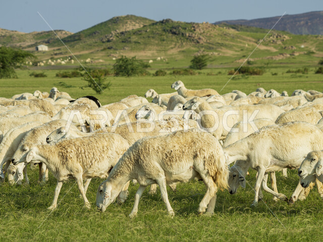 قطيع من الأغنام في المراعي الخضراء في المملكة العربية السعودية ، محميات طبيعيه, تربية المواشي ، أضاحي عيد الأضحى المبارك 