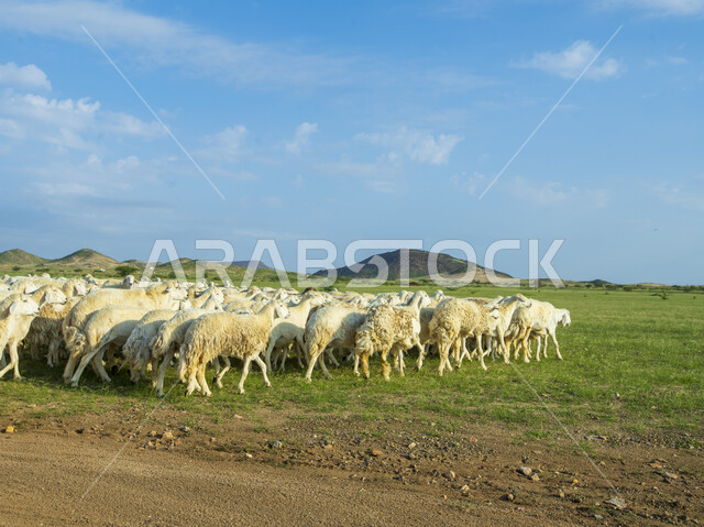 قطيع من الأغنام في المراعي الخضراء في المملكة العربية السعودية ، محميات طبيعيه, تربية المواشي ، أضاحي عيد الأضحى المبارك 