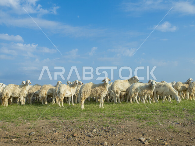 قطيع من الأغنام في المراعي الخضراء في المملكة العربية السعودية ، محميات طبيعيه, تربية المواشي ، أضاحي عيد الأضحى المبارك 