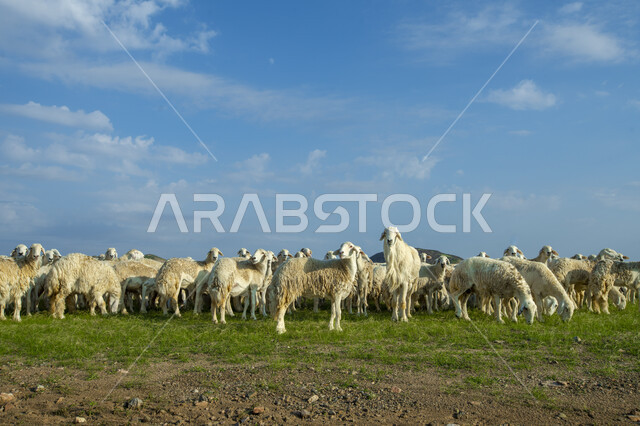 قطيع من الأغنام في المراعي الخضراء في المملكة العربية السعودية ، محميات طبيعيه, تربية المواشي ، أضاحي عيد الأضحى المبارك 