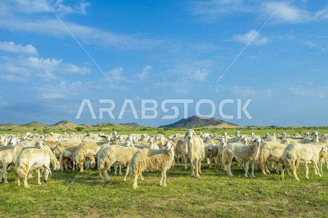 قطيع من الأغنام في المراعي الخضراء في المملكة العربية السعودية ، محميات طبيعيه, تربية المواشي ، أضاحي عيد الأضحى المبارك 
