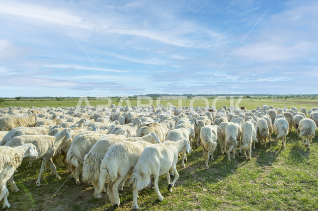 قطيع من الأغنام في المراعي الخضراء في المملكة العربية السعودية ، محميات طبيعيه, تربية المواشي ، أضاحي عيد الأضحى المبارك 