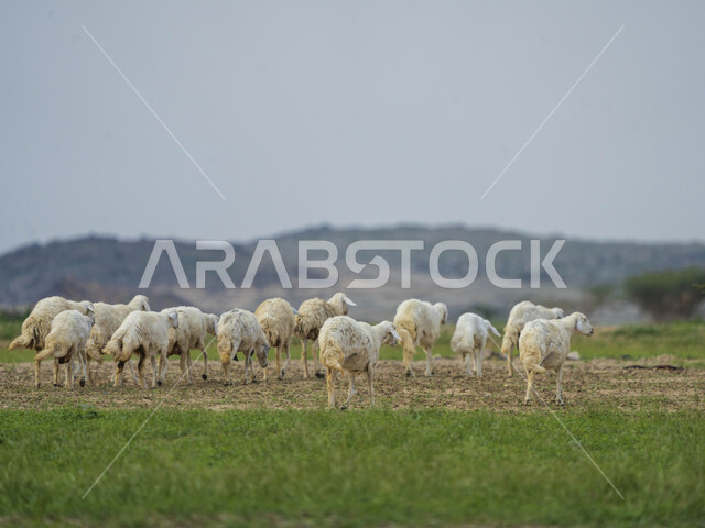 قطيع من الأغنام في المراعي الخضراء في المملكة العربية السعودية ، محميات طبيعيه, تربية المواشي ، أضاحي عيد الأضحى المبارك 