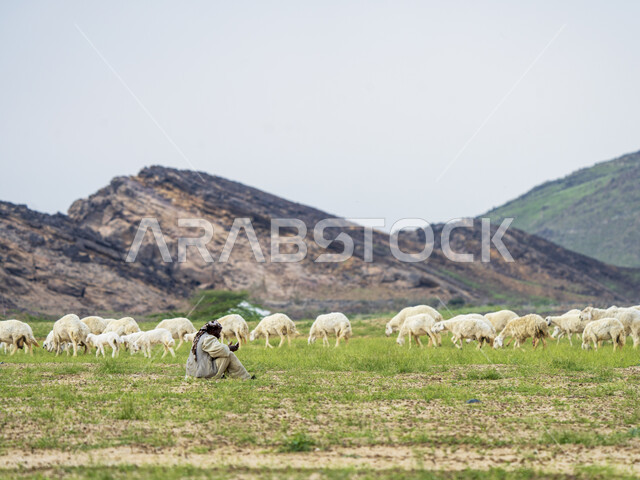 قطيع من الأغنام في المراعي الخضراء في المملكة العربية السعودية ، محميات طبيعيه, تربية المواشي ، أضاحي عيد الأضحى المبارك 