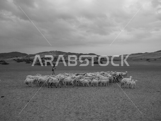A black and white picture of a flock of sheep in the green pastures in the Kingdom of Saudi Arabia, nature reserves, livestock breeding, Eid al-Adha sacrifices