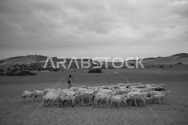 صوره بالاسود والابيض لقطيع من الأغنام في المراعي الخضراء في المملكة العربية السعودية ، محميات طبيعيه, تربية المواشي ، أضاحي عيد الأضحى المبارك 