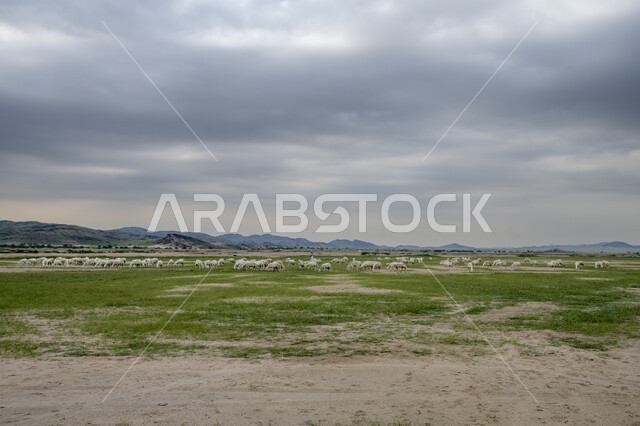 قطيع من الأغنام في المراعي الخضراء في المملكة العربية السعودية ، محميات طبيعيه, تربية المواشي ، أضاحي عيد الأضحى المبارك 