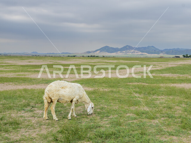 قطيع من الأغنام في المراعي الخضراء في المملكة العربية السعودية ، محميات طبيعيه, تربية المواشي ، أضاحي عيد الأضحى المبارك 